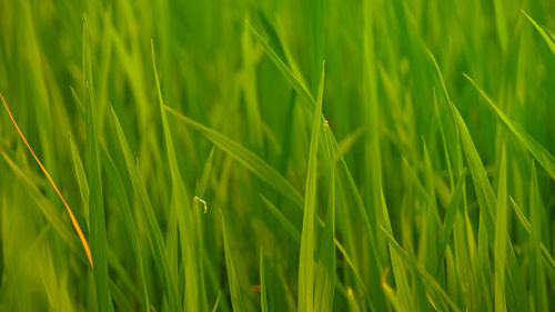 Full frame shot of grass