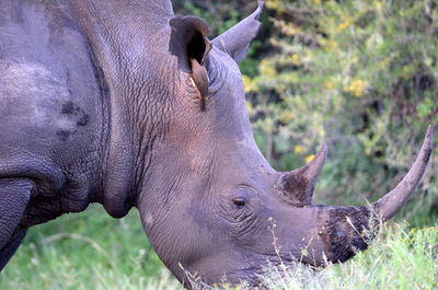 Close-up of elephant on field