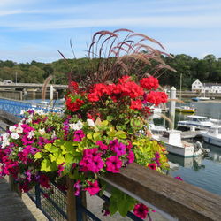 Pink flowering plants by river against sky