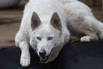 Close-up of a dog looking away