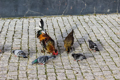 High angle view of birds on footpath