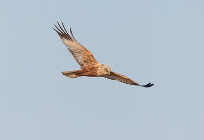 Low angle view of eagle flying against clear sky