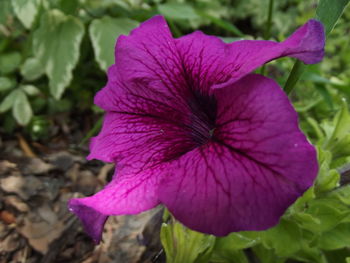 Close-up of purple flower blooming outdoors