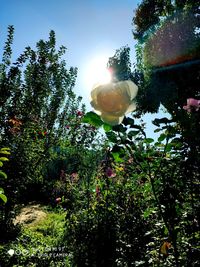 Low angle view of flowering plants against sky