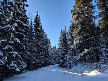 Snow covered trees against sky