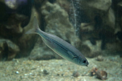 Close-up of fish underwater