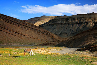 Horse grazing in field by mountains