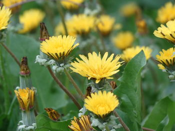 Close-up of bee pollinating on yellow flower