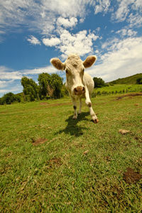 Cow on field against sky