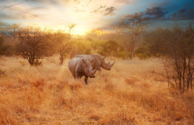 Horse walking on field during sunset