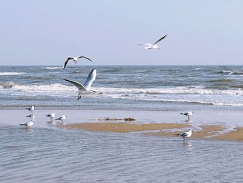 Seagulls flying over sea against clear sky