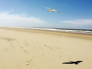 Seagulls flying over sea