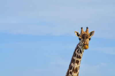 Portrait of giraffe outdoors