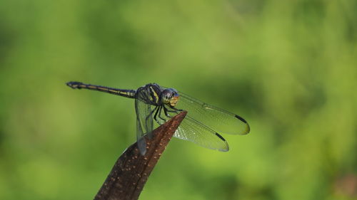 dragonflies and damseflies