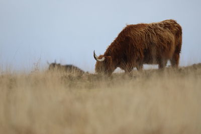 Highland cattle on exmoor uk