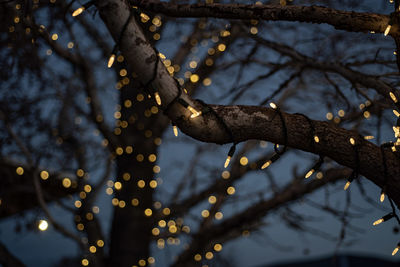 Low angle view of a tree