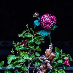 Close-up of hydrangeas blooming against black background