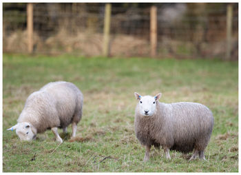 Sheep in a field