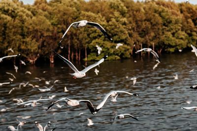 Seagulls flying over water