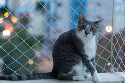 Cat looking away outdoors