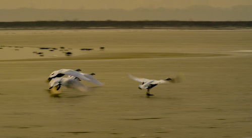 Seagulls on beach