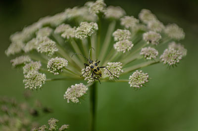 Close-up of insect on flowers