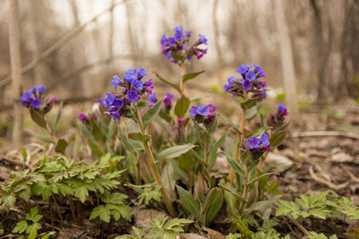 Close-up of purple flowering plants on land