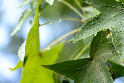 Close-up of leaves