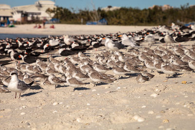 Cluster of black bellied plovers pluvialis squatarola birds on the white sands of clam pass 