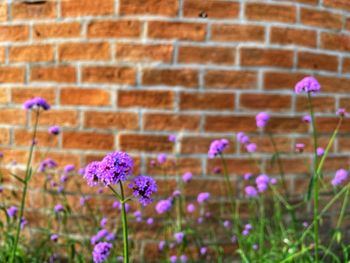 Close-up of purple flowering plant against brick wall
