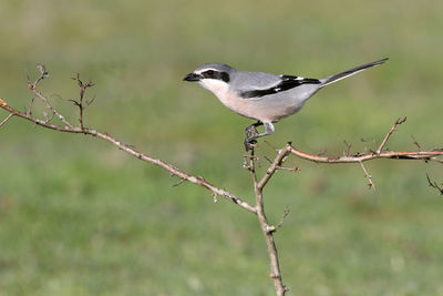 Close-up of bird perching on branch