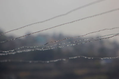 Close-up of wet spider web