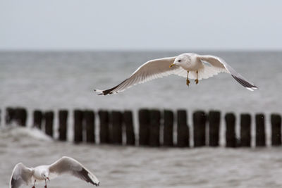 Seagull flying over sea