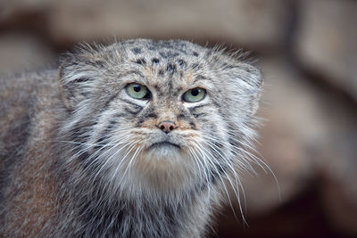 Close-up portrait of a cat