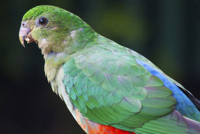 Close-up of parrot perching on leaf