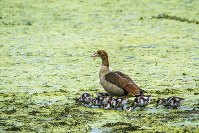 Ducks in a lake