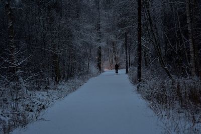 Snow covered land amidst trees in forest during winter