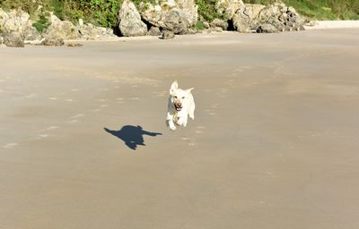 Dog standing on rock