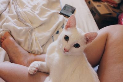 White cat laying on my lap