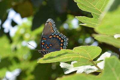 Butterfly on leaf