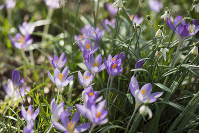 Close-up of purple crocus flowers on field