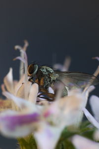 Close-up of insect on flower