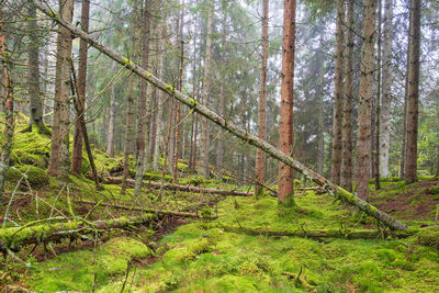 Trees in forest