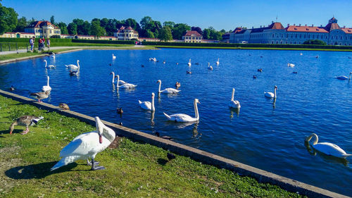 Swans on lake against blue sky