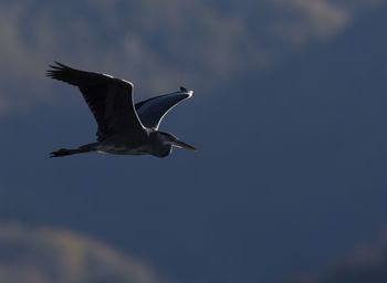 Low angle view of seagull flying