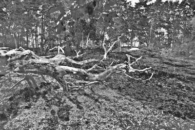 View of trees on field in forest
