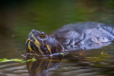 Close-up of turtle in lake