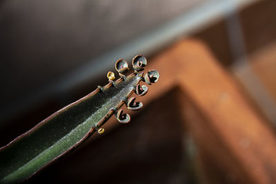 Close-up of water drops on wood
