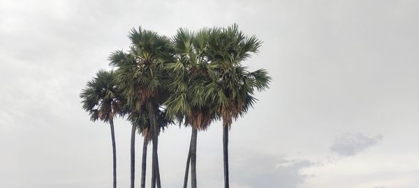 Low angle view of coconut palm tree against sky