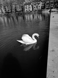 High angle view of swan floating on lake